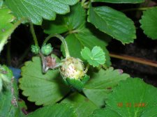 Shoot from fruit.jpg