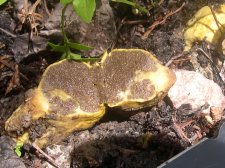 truncocolumellaCitrina1a-1024.jpg