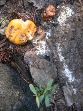 chantarelle-mycellium1b-1024.jpg
