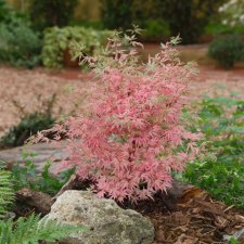 Acer p. 'Taylor3'.jpg
