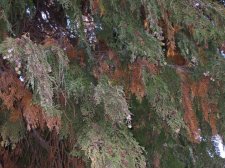 browncedar.jpg
