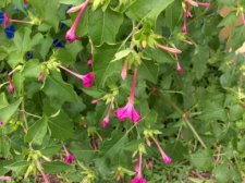 flower2.jpg