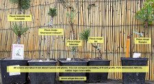 Pinus mugo grafts.jpg