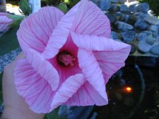 IMG_8651.jpg