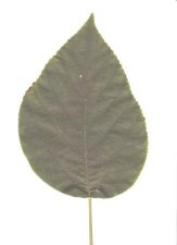 Leaf_0002.jpg