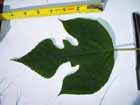 leaf_18.jpg