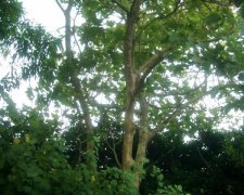 treepod3.jpg