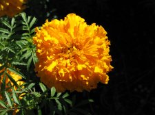 IMG_8703.jpg