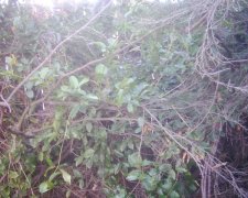 vine on tree.jpg