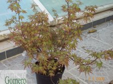 jardin_MAY_2005 005.jpg