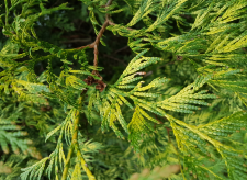 tree.png