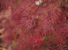 Red Filigree.JPG