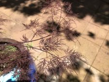 IMG_6074.JPG