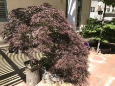 IMG_6089.JPG