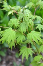 5_20 maple Ao meshime no uchi 3.jpg