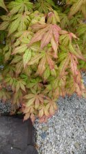 IMG_20170522_135011278.jpg
