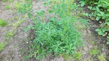 20170523_163515.jpg