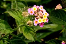 Unidentified flower, Madeira.jpg