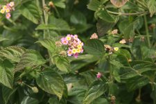 IMG_6816.JPG
