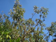 Pittosporum  q.JPG