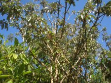 Pittosporum q.JPG