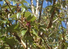 Pittosporum q5-.jpg