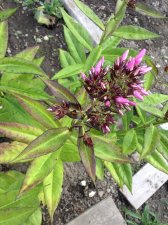 plant (8).jpg