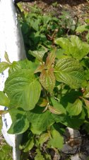 20170711_132846.jpg
