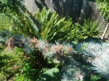 IMG_20170706_161146.jpg