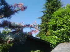 IMG_20170706_161156.jpg