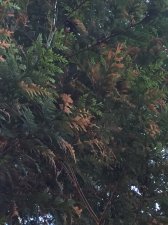 IMG_1896.jpg