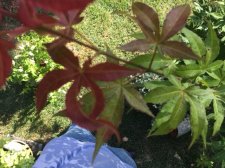 IMG_0724.JPG