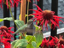 IMG-20170809-WA0000.jpg