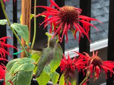 IMG-20170809-WA0016.jpg