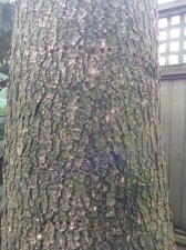 Trees - Deodar Cedar - Holes in Trunk 3.JPG