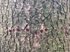 Trees - Deodar Cedar - Holes in Trunk 5.JPG
