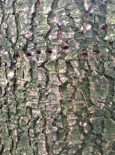 Trees - Deodar Cedar - Holes in Trunk 8.JPG