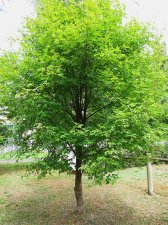 acer-triflorum_170815a.jpg