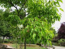 acerx_170815a.jpg