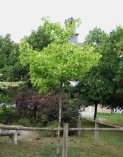 acerxy_170815a.jpg