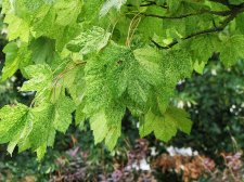 acerxy_170815b.jpg
