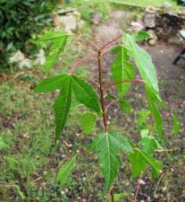 acer-tataricum_Bauchery_170815a.jpg