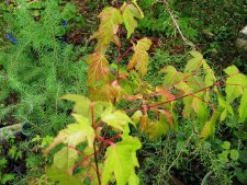 acer-tataricum-E_170815a.jpg