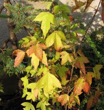 acer-tataricum-JdP_170815a.jpg