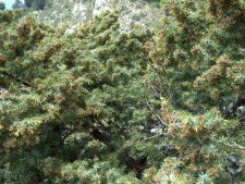 Taxus baccata con coni maschile.   0.jpg