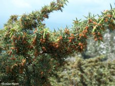 Taxus baccata con coni maschile..jpg