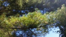 Pinus-monticola_PeaceArchPark_Cutler_20170827_133237.jpg