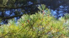 Pinus-monticola_PeaceArchPark_Cutler_20170827_133240.jpg