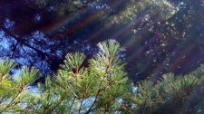 Pinus-monticola_PeaceArchPark_Cutler_20170827_133244.jpg