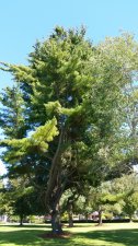Pinus-monticola_PeaceArchPark_Cutler_20170827_133303.jpg